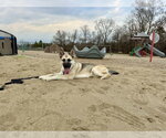 Small #2 Alaskan Malamute-German Shepherd Dog Mix