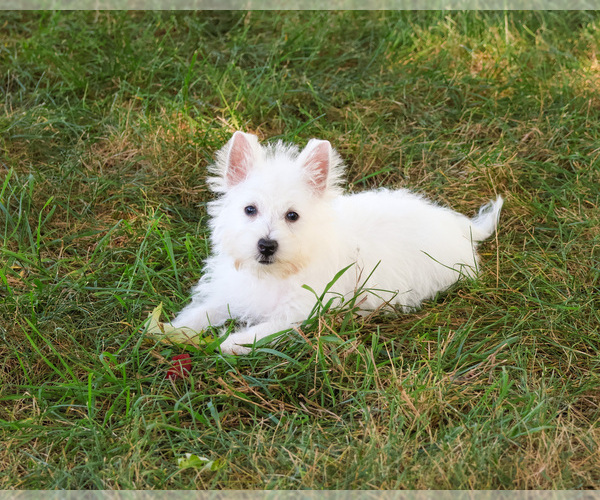 Medium Photo #5 West Highland White Terrier Puppy For Sale in SYRACUSE, IN, USA