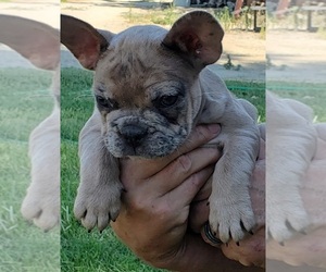 French Bulldog Puppy for sale in FRESNO, CA, USA