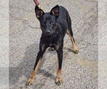 Small #3 German Shepherd Dog Mix