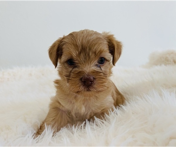 Medium Photo #7 Yorkshire Terrier Puppy For Sale in LA SIERRA, CA, USA