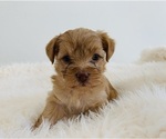 Small Photo #7 Yorkshire Terrier Puppy For Sale in LA SIERRA, CA, USA