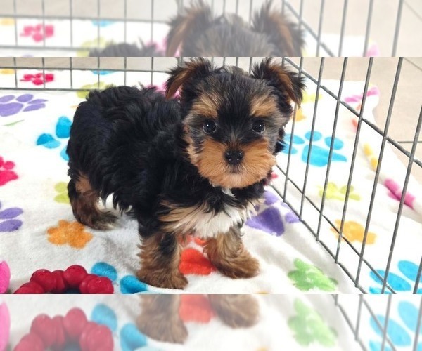 Medium Photo #4 Yorkshire Terrier Puppy For Sale in ORO VALLEY, AZ, USA