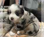 Puppy Flynn Rider Miniature Australian Shepherd