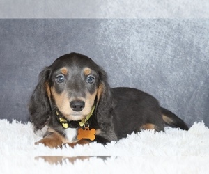Dachshund Puppy for sale in INDEPENDENCE, IA, USA