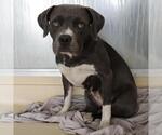 Small American Staffordshire Terrier