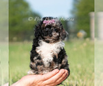 Puppy River AKC Poodle (Miniature)
