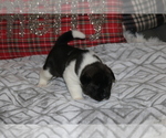 Small Photo #2 Akita Puppy For Sale in ORCUTT, CA, USA