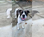 Small #4 Lab-Pointer