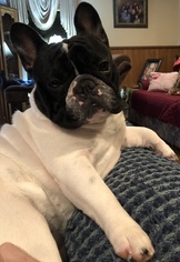 Mother of the French Bulldog puppies born on 01/31/2019
