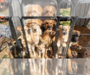 German Shepherd Dog-Malinois Mix Puppy for sale in HUNTSVILLE, TX, USA