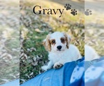 Small Photo #7 Cavapoo Puppy For Sale in MURFREESBORO, TN, USA