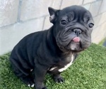 Small #2 French Bulldog