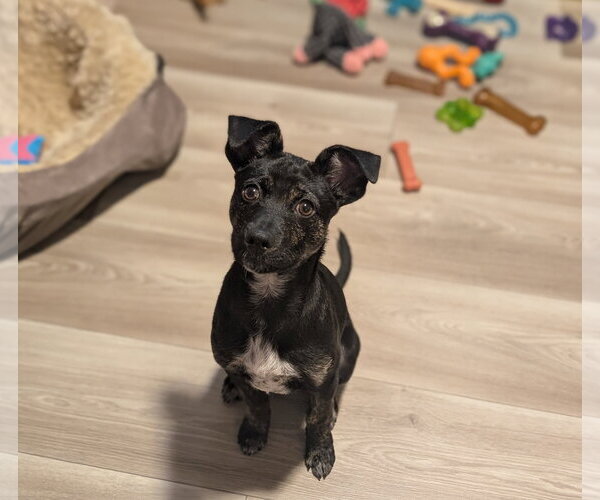 Medium Photo #2 Mutt Puppy For Sale in Brooklyn Center, MN, USA