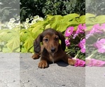 Small #3 Dachshund