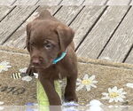 Small #1 Mutt