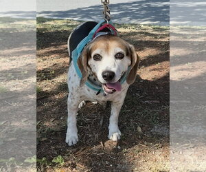 Theresa - Female Beagle Dog for Adoption - Photo #8
