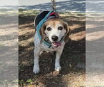 Small Photo #8 Beagle Puppy For Sale in Dunnellon, FL, USA