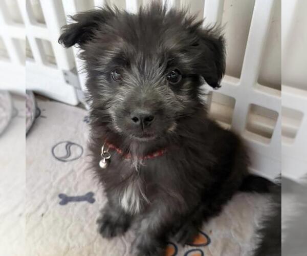 Medium Photo #4 Maltichon Puppy For Sale in San Diego, CA, USA