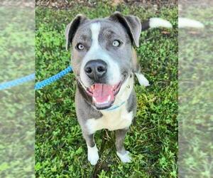 Labrador Retriever-Unknown Mix Dogs for adoption in Sacramento, CA, USA