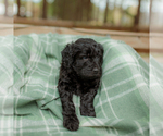 Small Photo #5 Goldendoodle Puppy For Sale in GREENBRIER, AR, USA