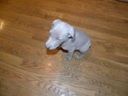 Small Photo #1 Weimaraner Puppy For Sale in GROVE CITY, OH, USA