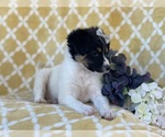 Small #4 Jack Russell Terrier Mix