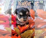 Small #1 Yorkshire Terrier