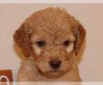 Small Photo #2 Goldendoodle Puppy For Sale in FAIR GROVE, MO, USA