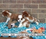 Small #2 Cavalier King Charles Spaniel