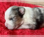 Small #5 Australian Shepherd