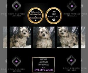 Poodle (Miniature) Puppy for sale in WARSAW, IN, USA