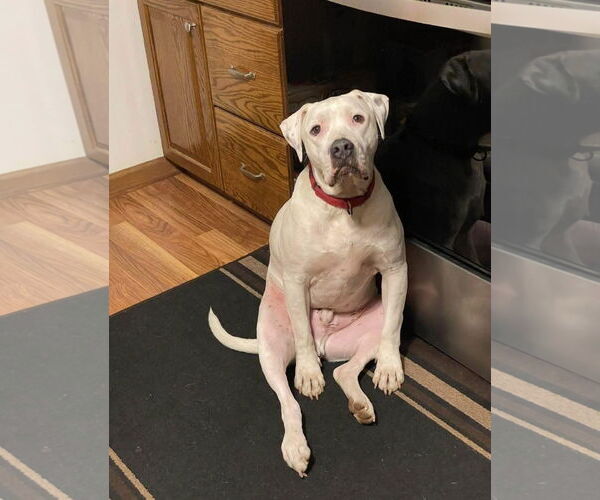 Medium Photo #1 Mutt Puppy For Sale in Forest, VA, USA