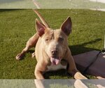 Small Photo #3 American Pit Bull Terrier-Unknown Mix Puppy For Sale in La Verne, CA, USA