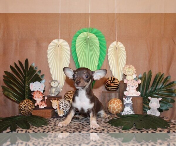 Medium Photo #31 Chihuahua Puppy For Sale in CHARLESTON, AR, USA