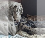 Small #6 Irish Dane