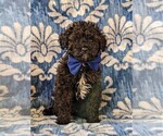 Small Photo #2 Poodle (Miniature) Puppy For Sale in LINCOLN UNIV, PA, USA