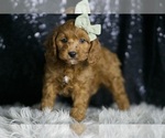 Small Photo #35 Cavapoo Puppy For Sale in WARSAW, IN, USA