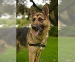 Small German Shepherd Dog