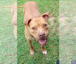 Small #7 American Pit Bull Terrier Mix