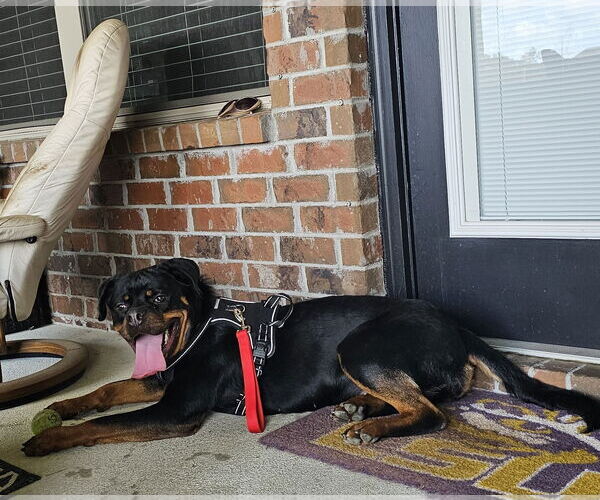 Medium Photo #6 Rottweiler Puppy For Sale in White Hall, AR, USA