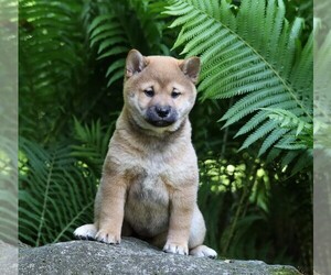 Shiba Inu Puppy for sale in FREDERICKSBG, OH, USA