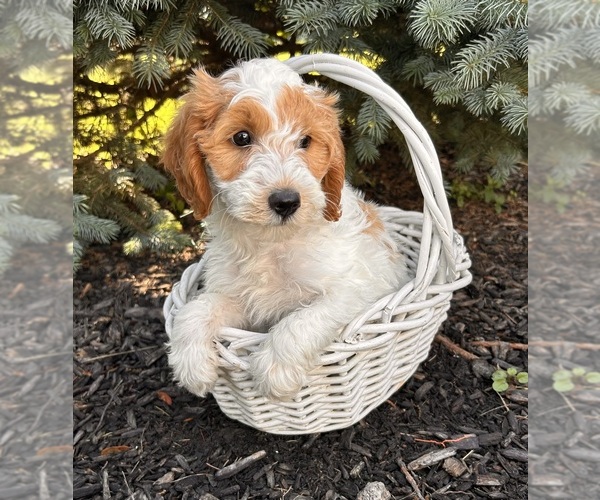 Medium Photo #1 Goldendoodle (Miniature) Puppy For Sale in MIDDLEBURY, IN, USA