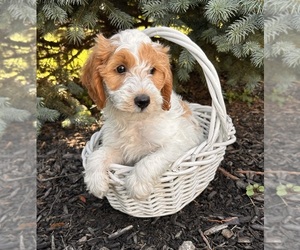 Goldendoodle (Miniature) Puppy for sale in MIDDLEBURY, IN, USA