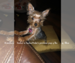 Small Photo #20 Yorkshire Terrier Puppy For Sale in ARLINGTON, TX, USA
