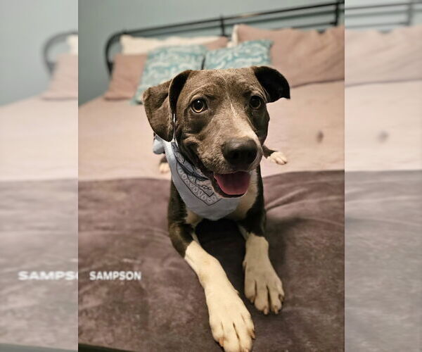 Medium Photo #7 American Staffordshire Terrier-Unknown Mix Puppy For Sale in Maryville, TN, USA