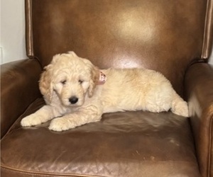 Medium Goldendoodle