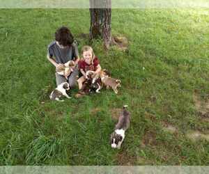 French Brittany Spaniel-Great Pyrenees Mix Puppy for sale in BUENA VISTA, TN, USA