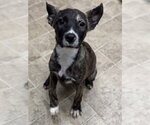 ALLISON - Female German Shepherd Dog-Unknown Mix Dog for Adoption - Small photo