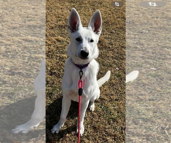 Medium Photo #1 - Mix Puppy For Sale in Hoffman Estates, IL, USA